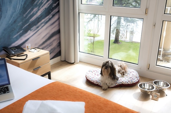 um cachorro está deitado em uma cama ao lado de uma janela