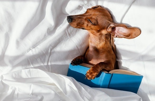 un chien est allongé sur un lit avec un livre bleu .