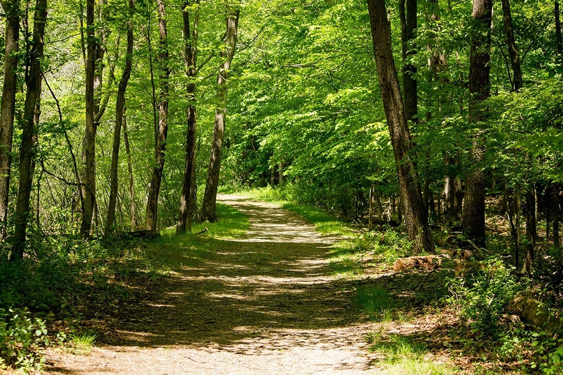 een onverharde weg door een bos met veel bomen