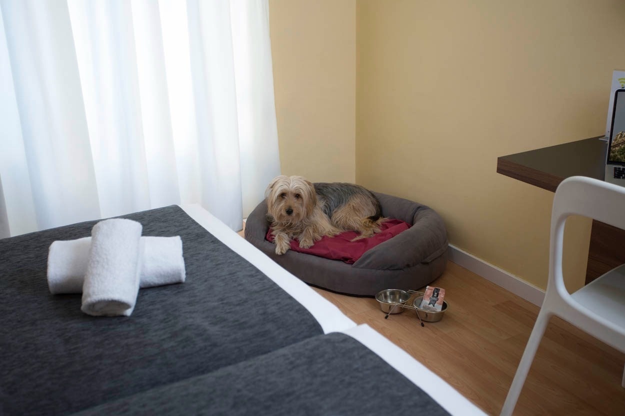 Hund auf Hundebett im Casual del Cine Valencia - Thematisches Hotel