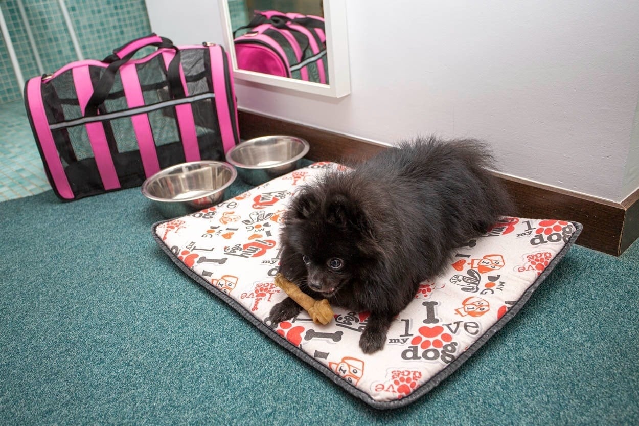 Pequeño perro negro con golosina en una cama con estampado de perros, Casual Ilbira Granada - Hotel boutique en el centro histórico.