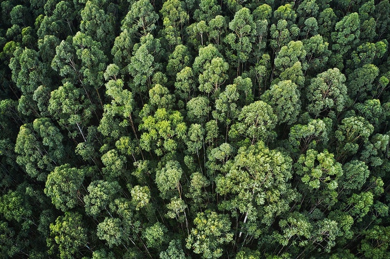 uma vista aérea de uma floresta cheia de árvores verdes