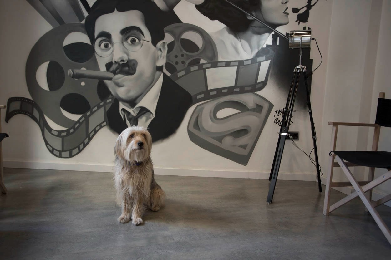 Ein Hund sitzt vor einer Wandmalerei von Groucho Marx im Casual del Cine Valencia, einem Themenhotel in Valencia.