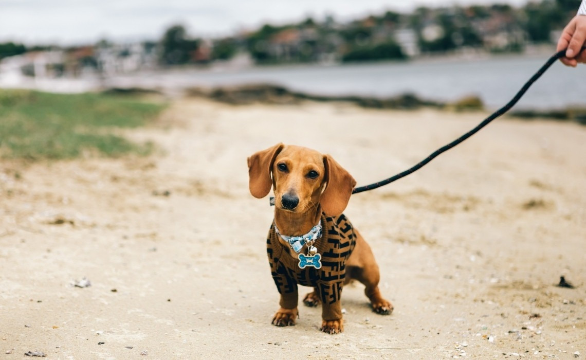 Paseo con perro por Campo del Sur y La Caleta