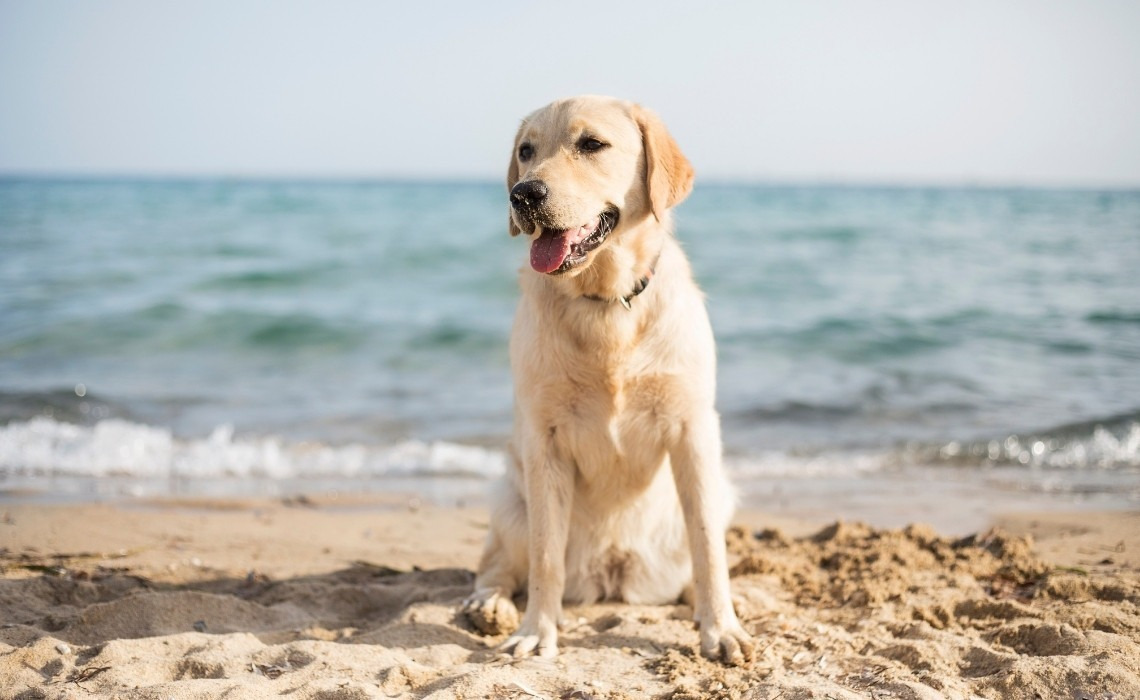 Benidorm con perro