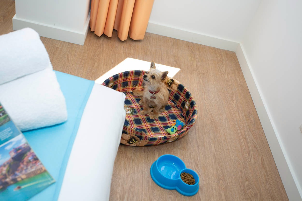 Cagnolino nel letto a plaid, vicino a ciotola cibo, presso Casual Raízes Porto.