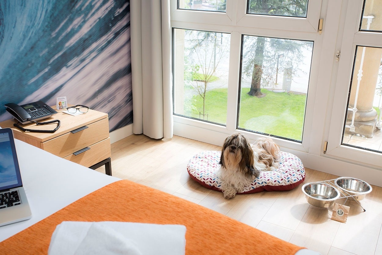 Hund auf Hundebett im Casual de las Olas San Sebastián - Themenhotel in San Sebastián