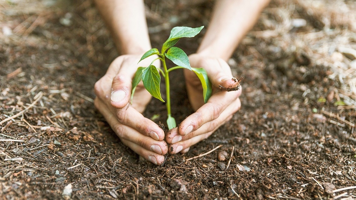 een persoon plantt een kleine plant in de grond