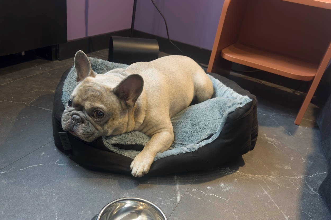 Französische Bulldogge entspannt im Hotelbett - Casual Eclettico Milano - Hotel Mailand nähe Bahnhof Centrale