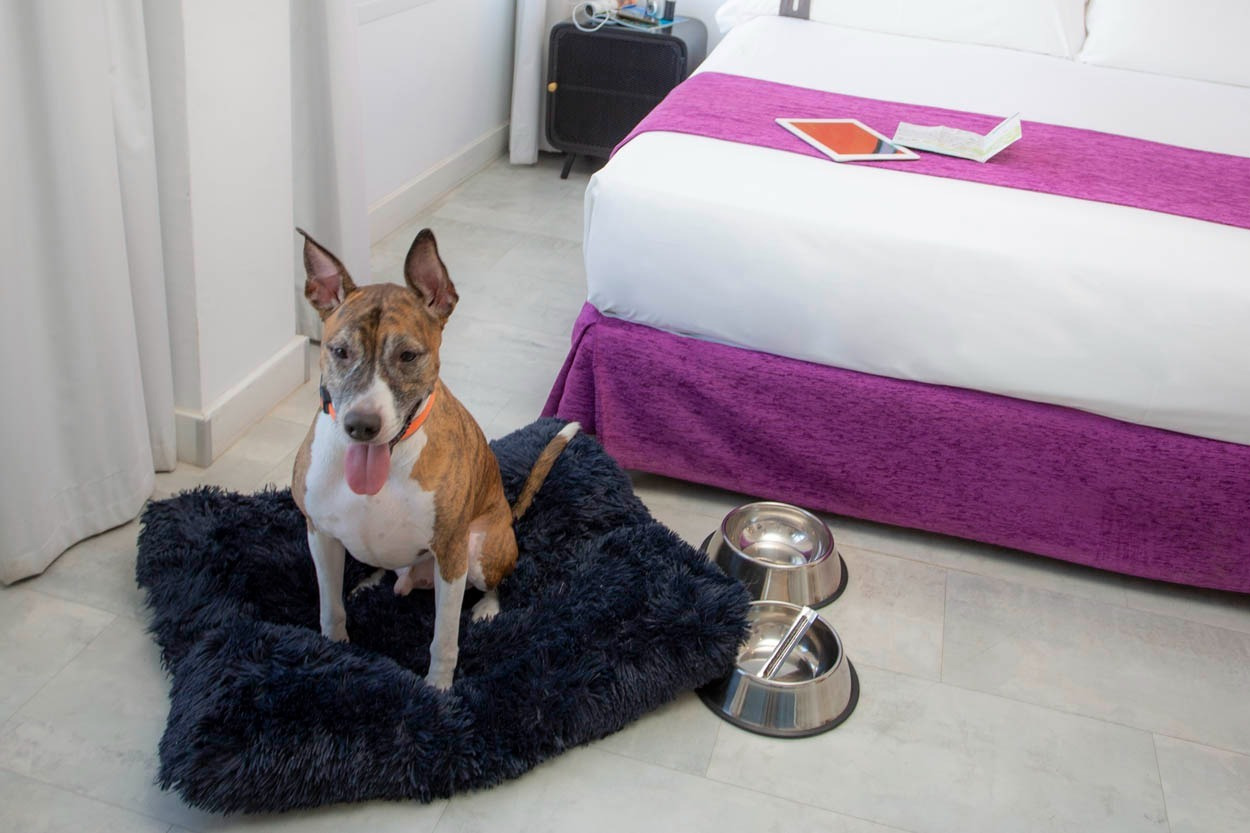 Hund auf Hundebett im Casual del Mar Málaga – Hotel in Strandnähe
