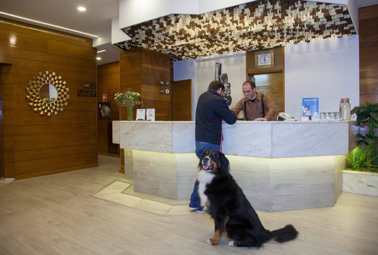 Bernersennenhund wartet an der Rezeption des Casual Inca Porto Hotels. Zentral und einladend.