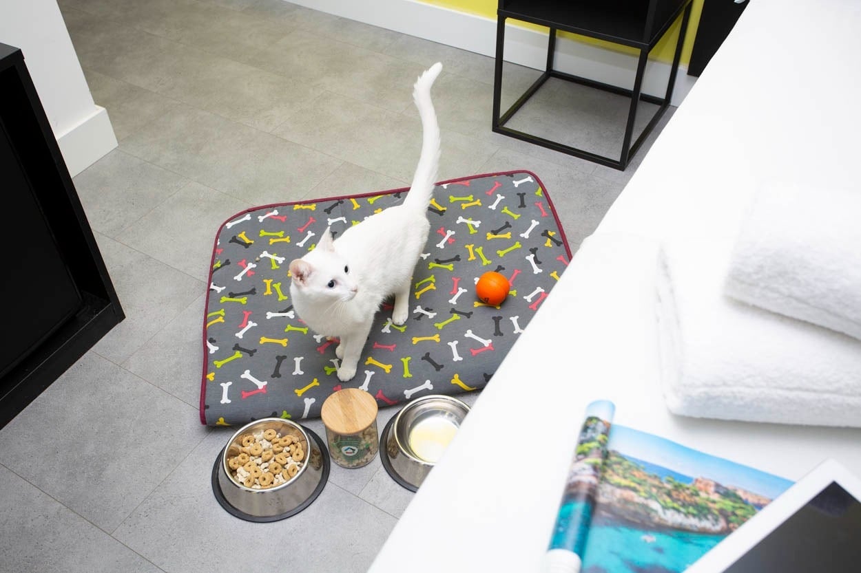 Casual Pop Art Benidorm: Weißer Katze auf Hundebett mit Futternäpfen im Hotel.