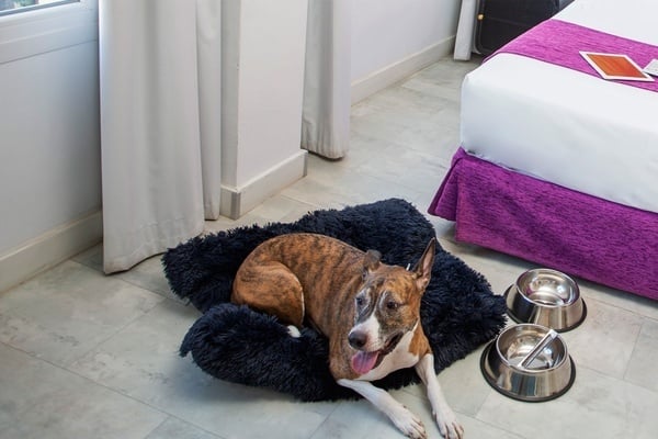 un perro está acostado en una cama de perro en una habitación de hotel