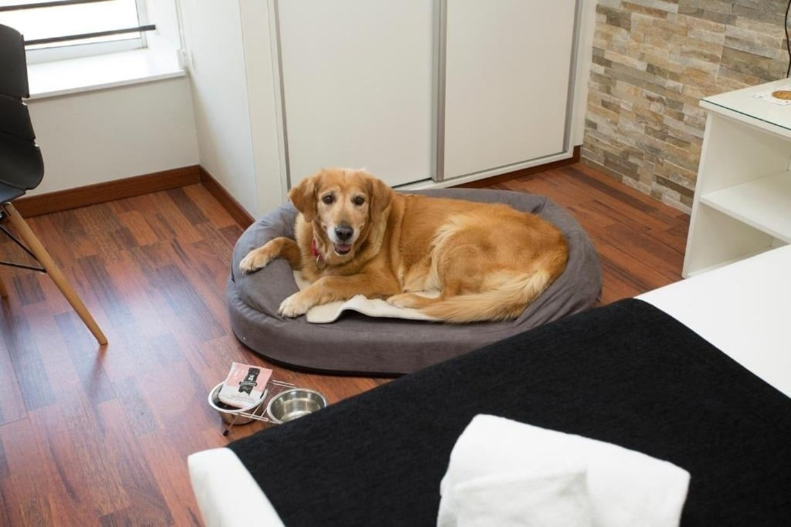 a dog is laying in a dog bed next to a bowl of dog food