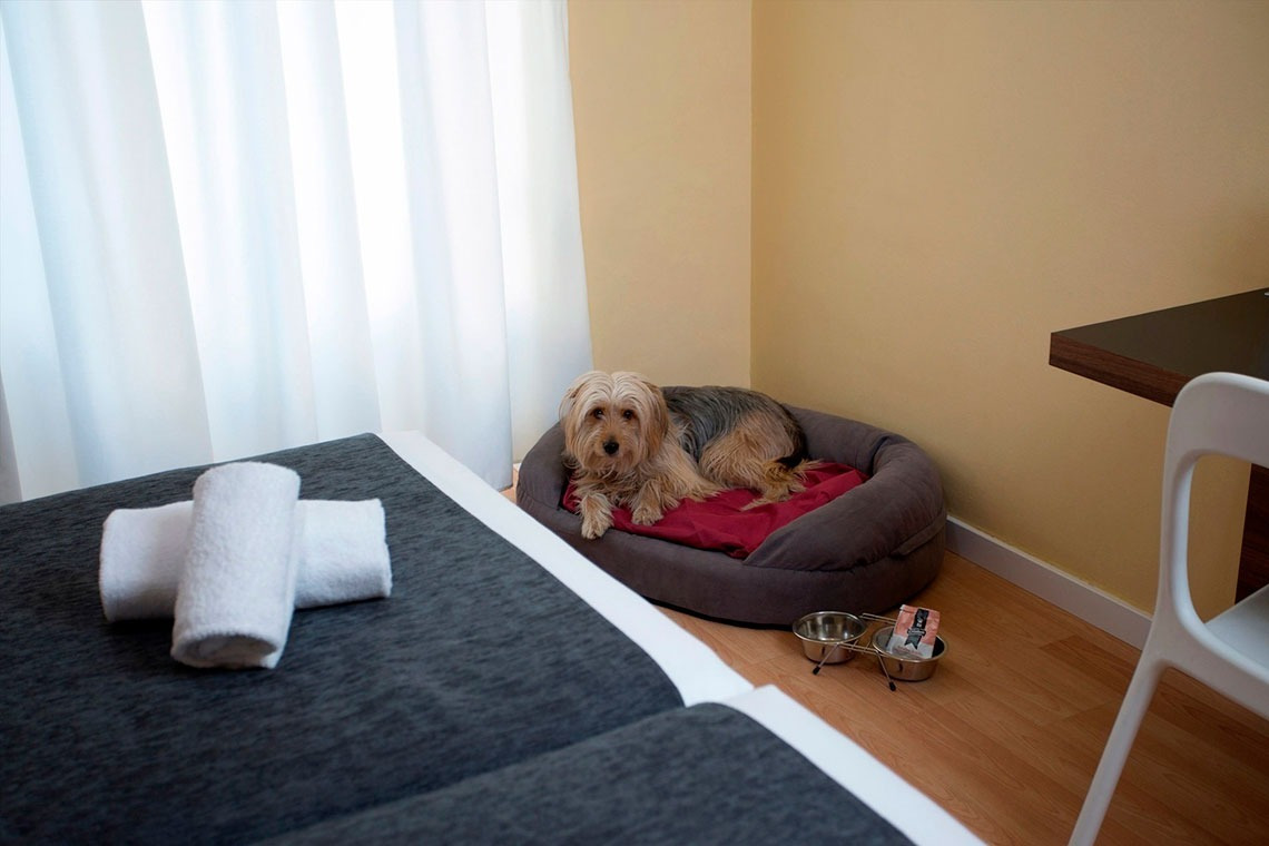 a small dog laying in a dog bed next to two bowls