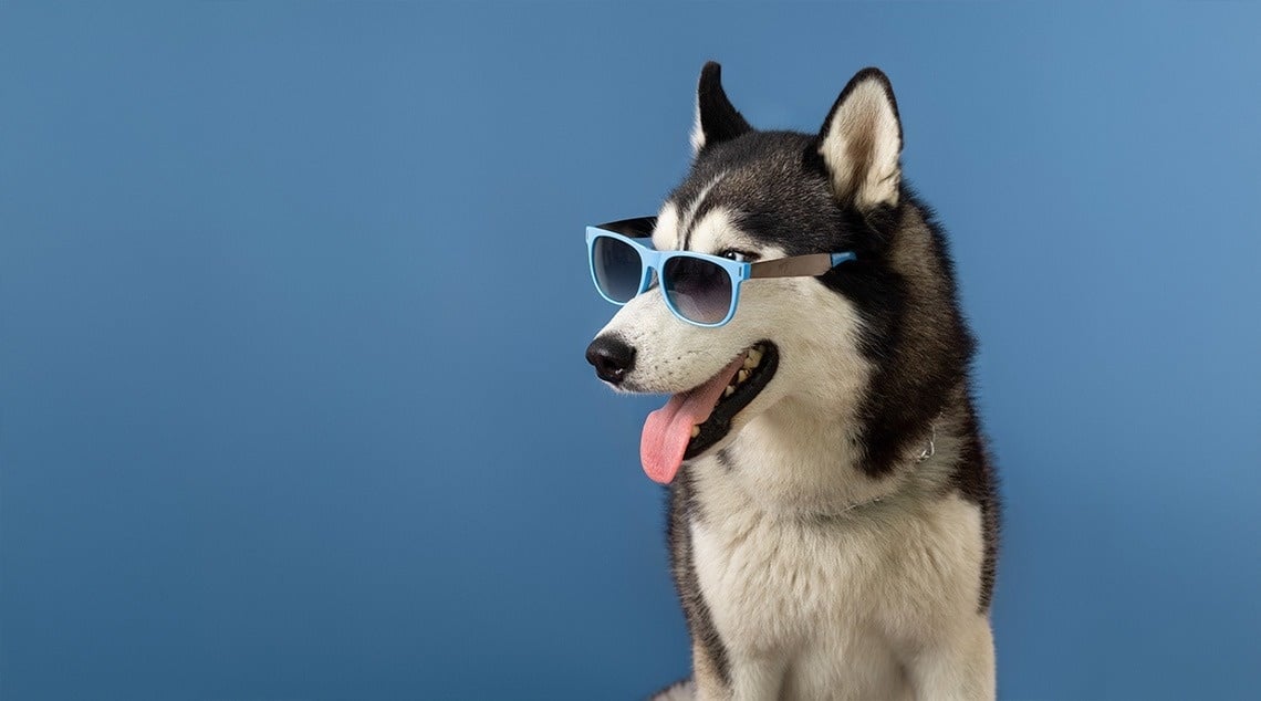 un husky con gafas de sol azules y la lengua afuera