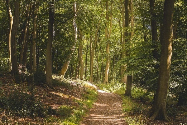 el sol brilla a través de los árboles en un bosque
