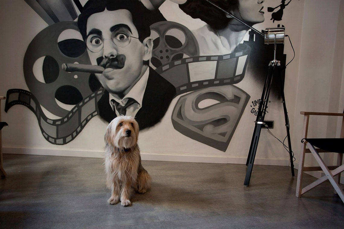 un perro se sienta frente a un mural de superman