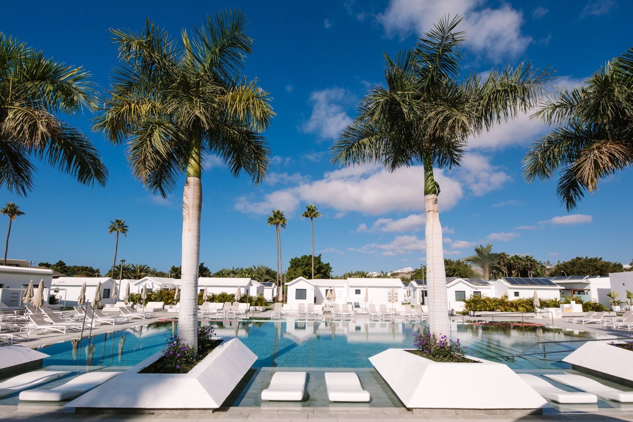 una piscina rodeada de palmeras y sillas blancas