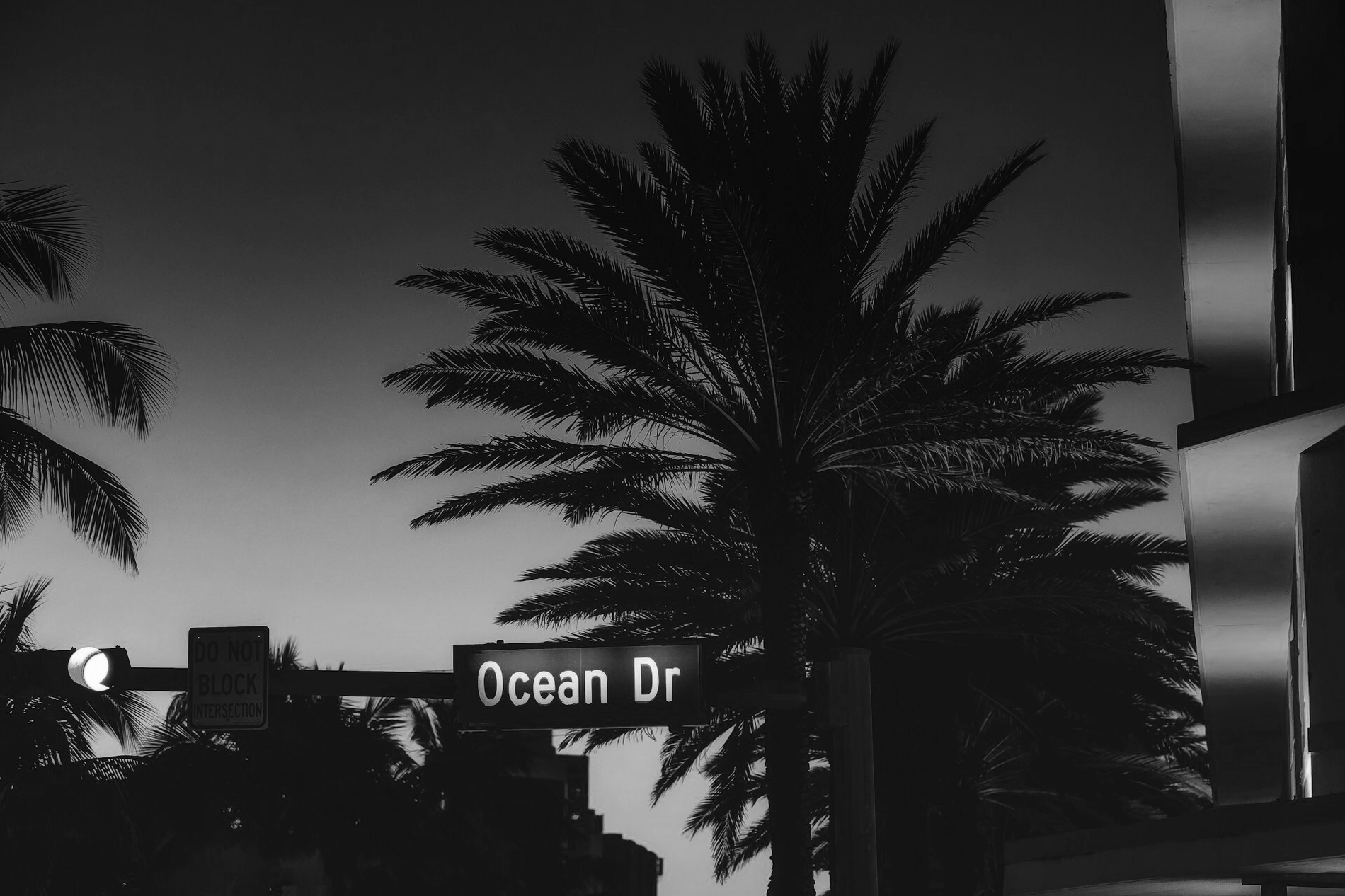 a black and white photo of ocean drive with palm trees in the background=s1900