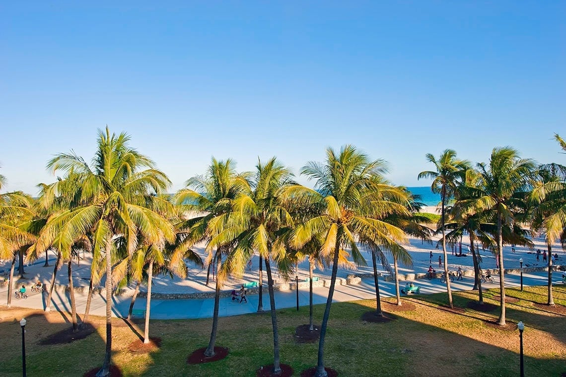 un parque con palmeras y una playa en el fondo