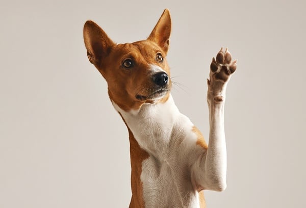 un perro chihuahua come un trozo de pastel con una cuchara