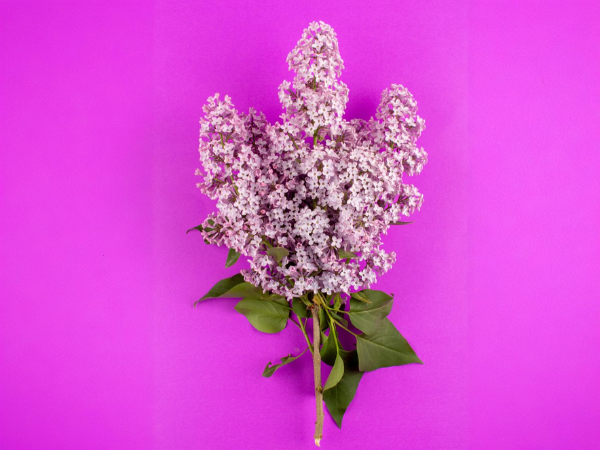 un gran edificio blanco con un arco en la entrada