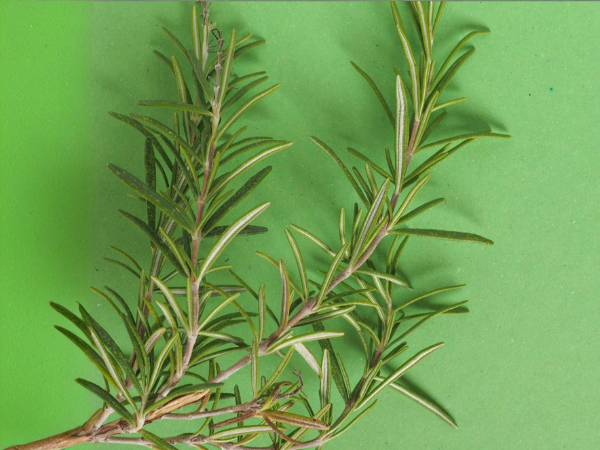a person is kneading dough in a bowl