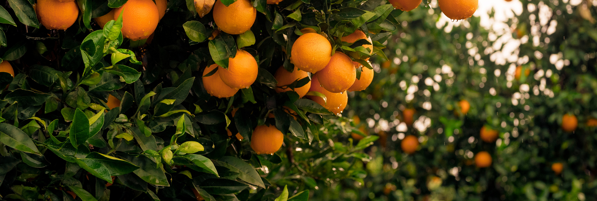 a bunch of oranges are hanging from a tree