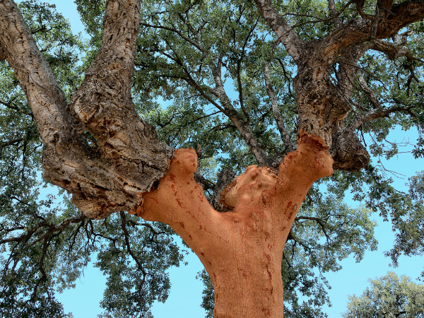 a person is kneading dough in a bowl