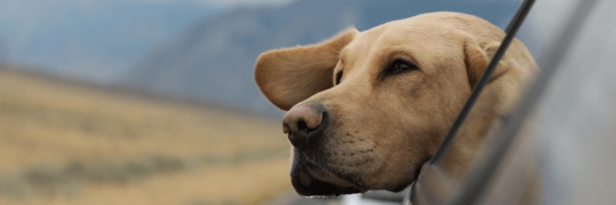 And where does our furry friend stay during the holidays? Convento do Espinheiro has the solution for you!