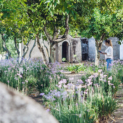 una mujer camina por un jardín lleno de flores moradas