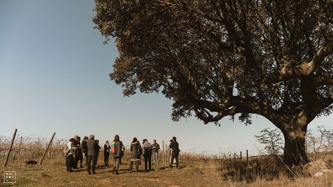 Group tour under large tree at Convento do Espinheiro vineyard.