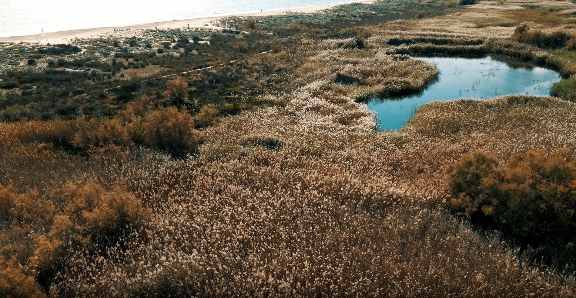 un pequeño estanque en medio de un campo de hierba