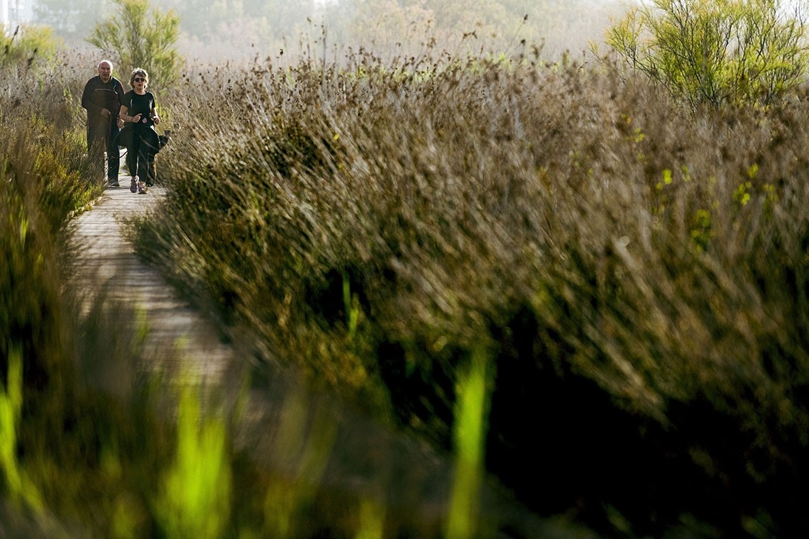 un hombre y una mujer caminan por un sendero de madera a través de un campo de hierba alta