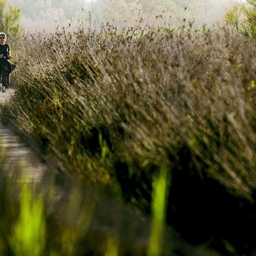 un hombre y una mujer caminan por un sendero de madera a través de un campo de hierba alta