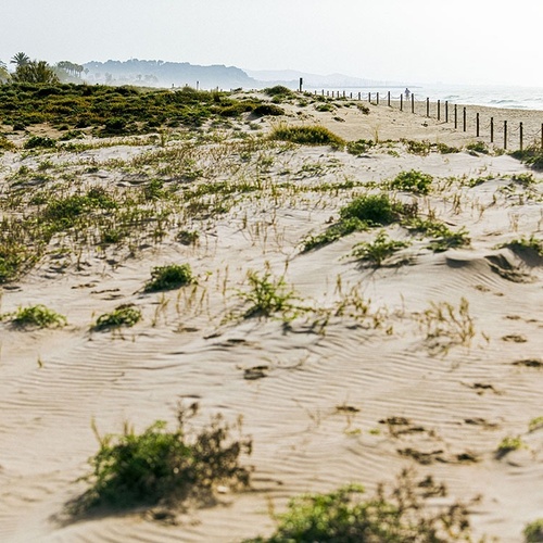una duna de arena con algunas plantas en ella