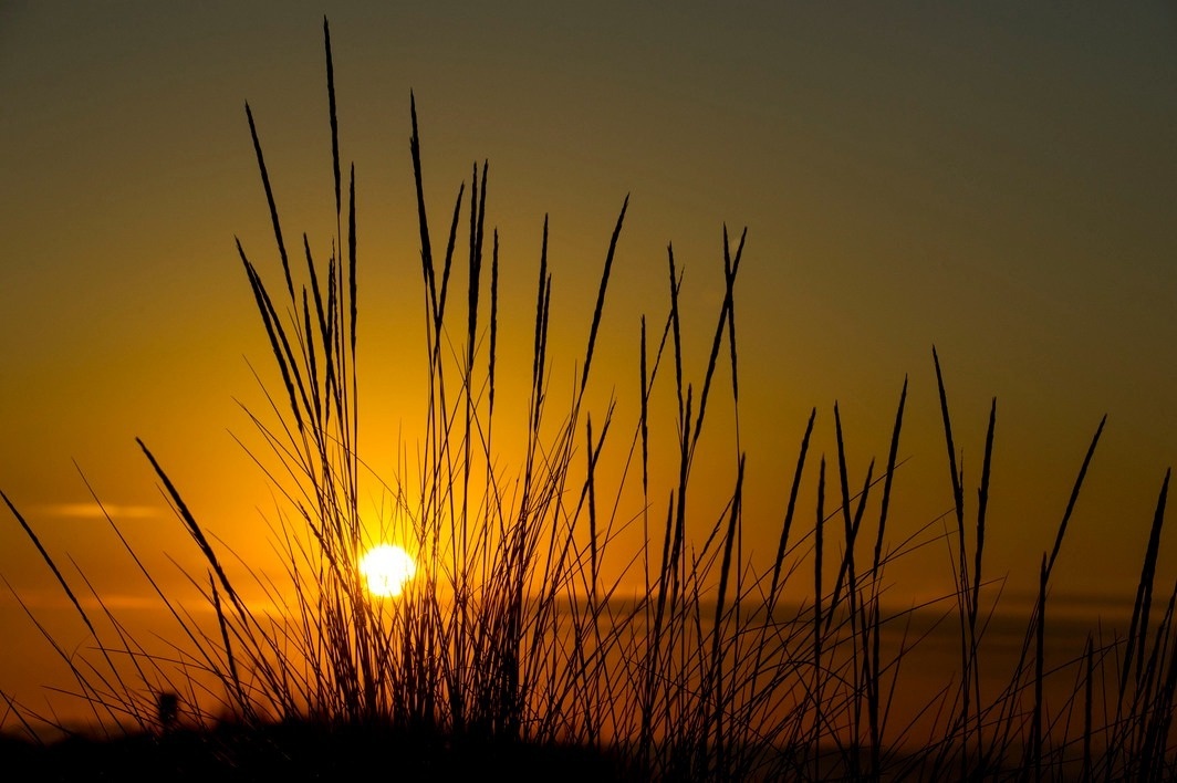 el sol se pone detrás de algunas plantas altas