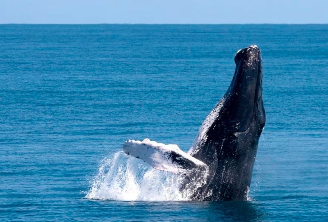 una ballena jorobada salta del océano