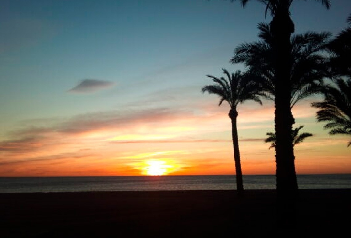 una puesta de sol en la playa con palmeras en primer plano