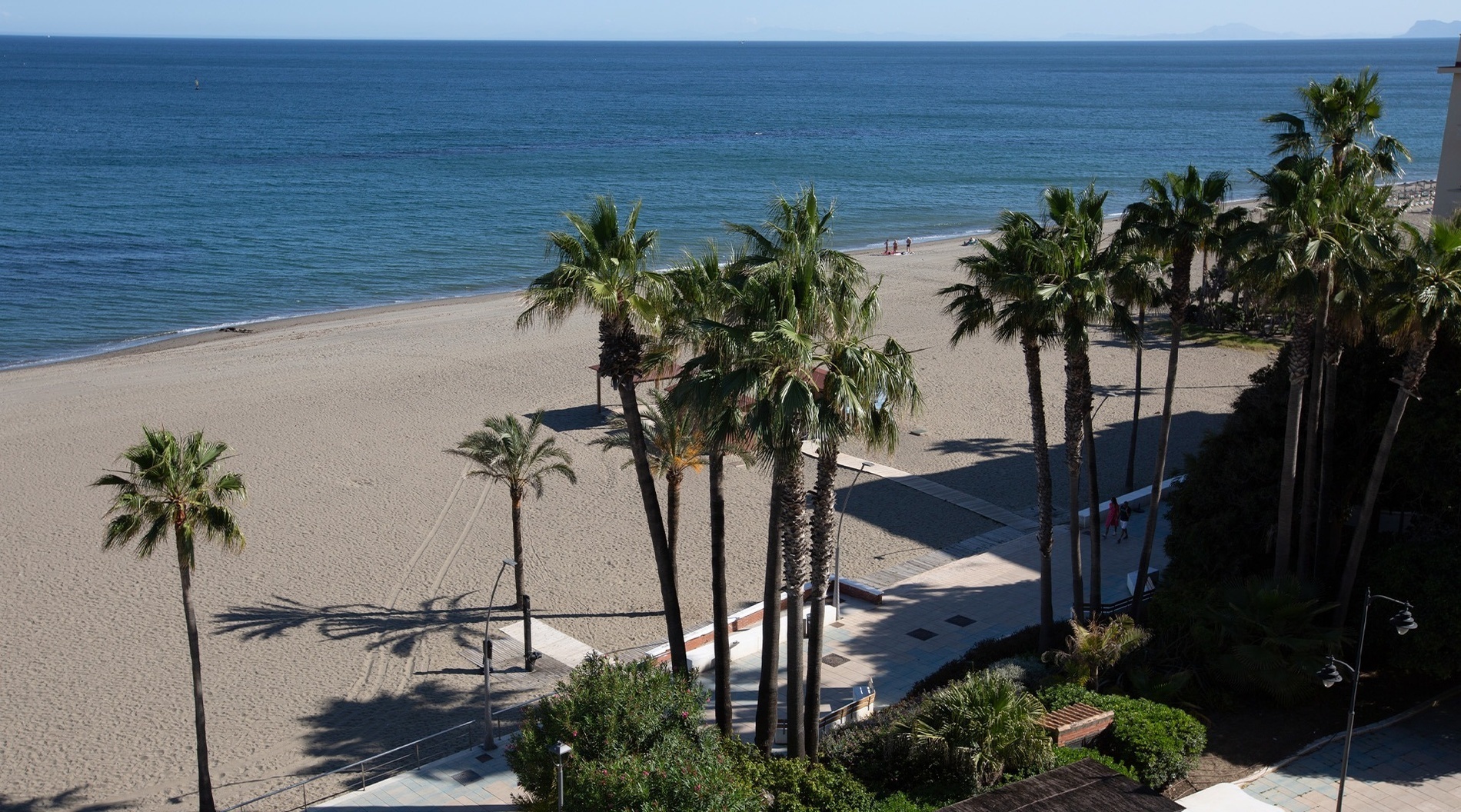 una playa con palmeras y el océano en el fondo