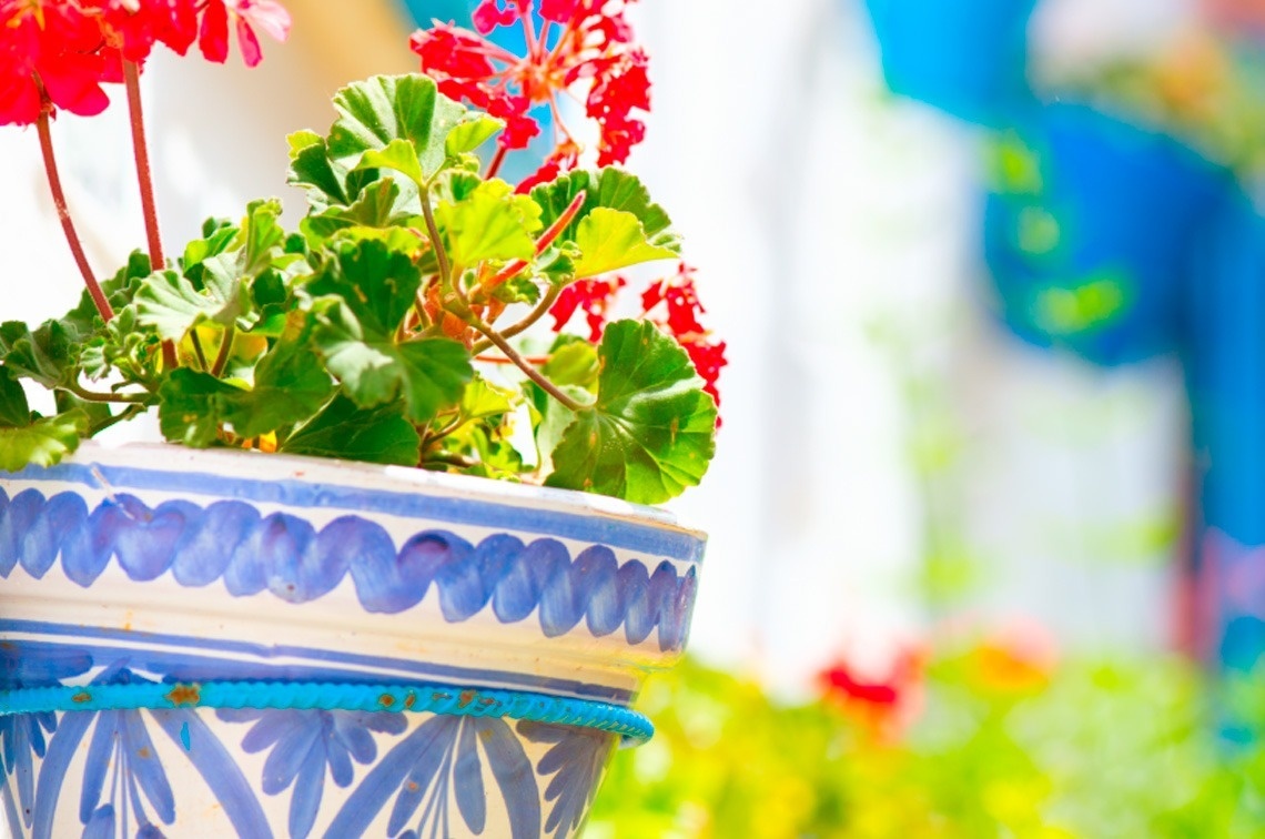 un primer plano de una maceta azul y blanca con flores rojas