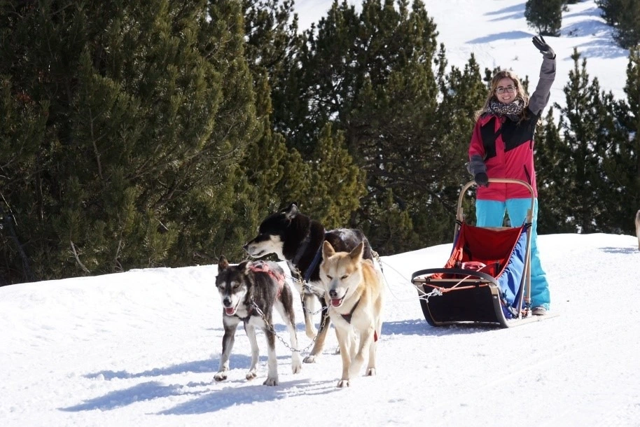 Daguisa: Equipa de cães de trenó com condutor a acenar na neve.