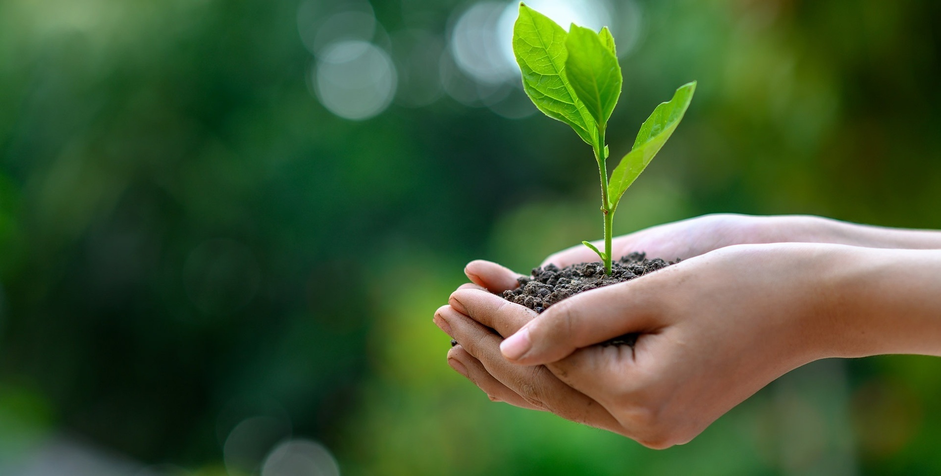 a person is holding a small plant in their hands