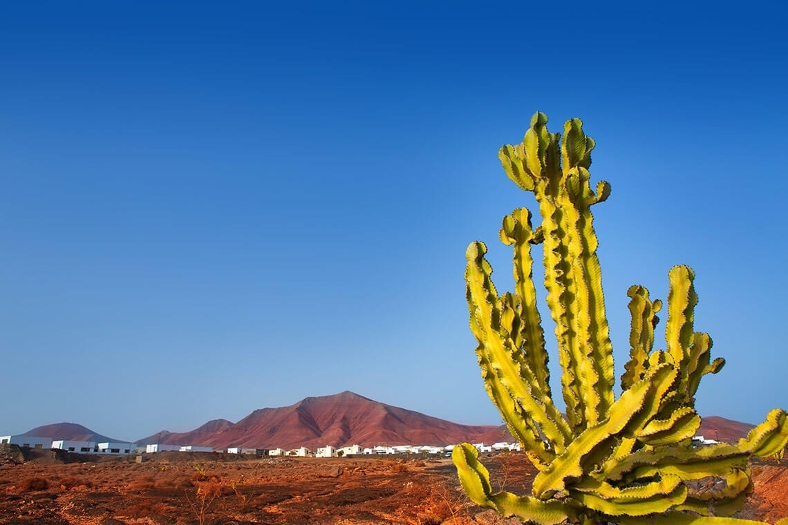 a cactus in the desert with mountains in the background