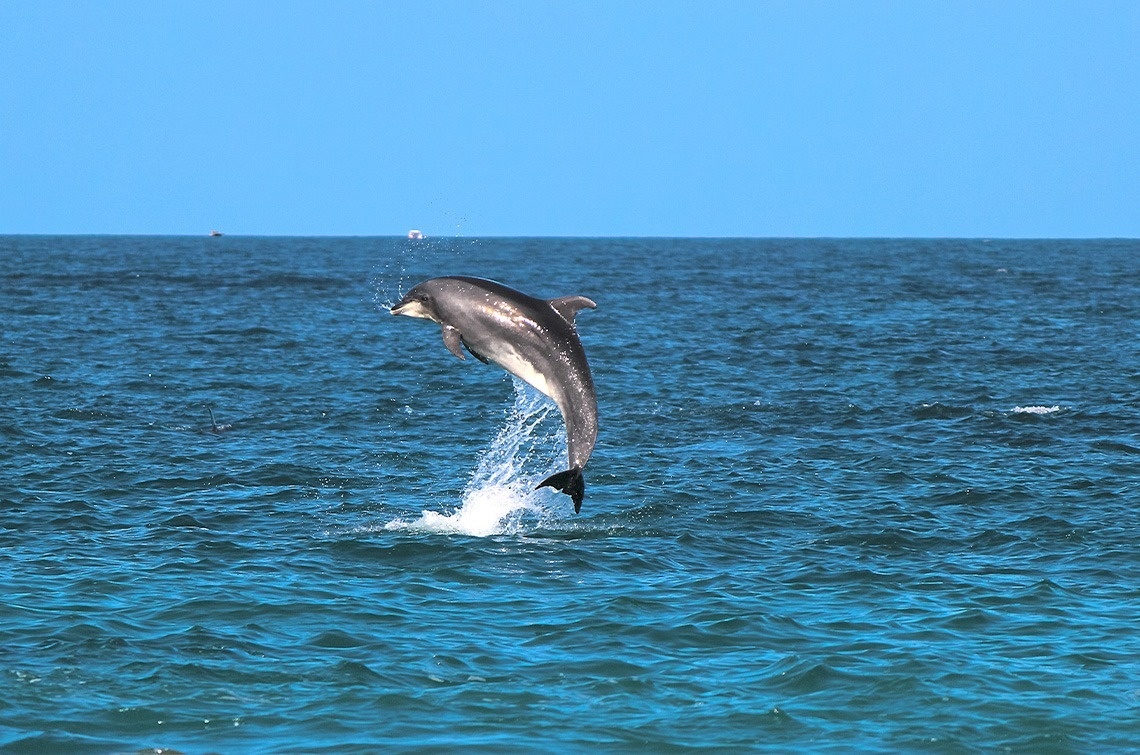 a dolphin is jumping out of the water