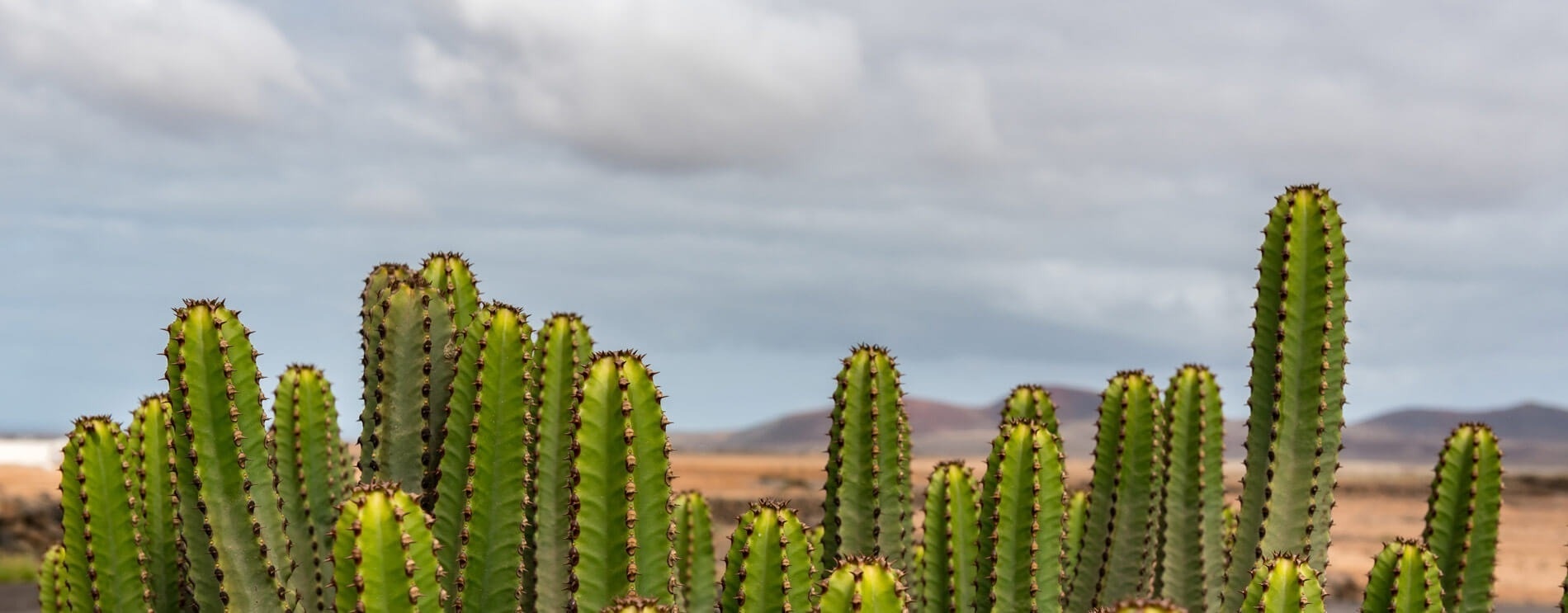 a row of cactus plants against a cloudy sky