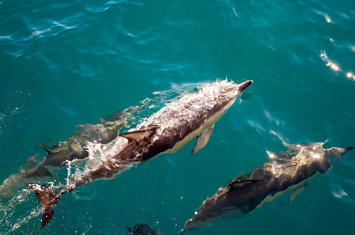 two dolphins are swimming together in the ocean