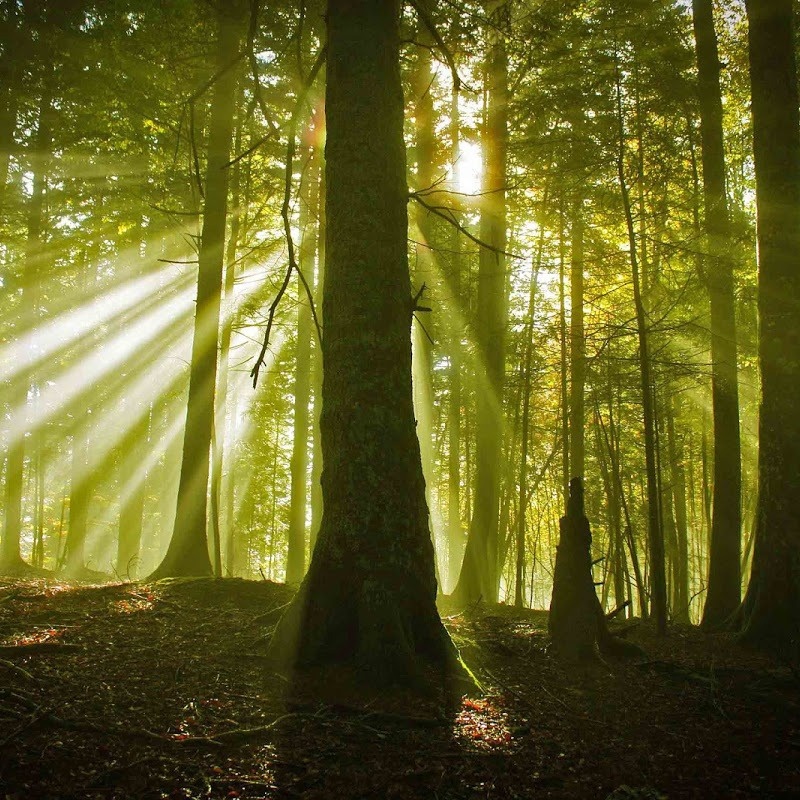 the sun is shining through the trees in the forest