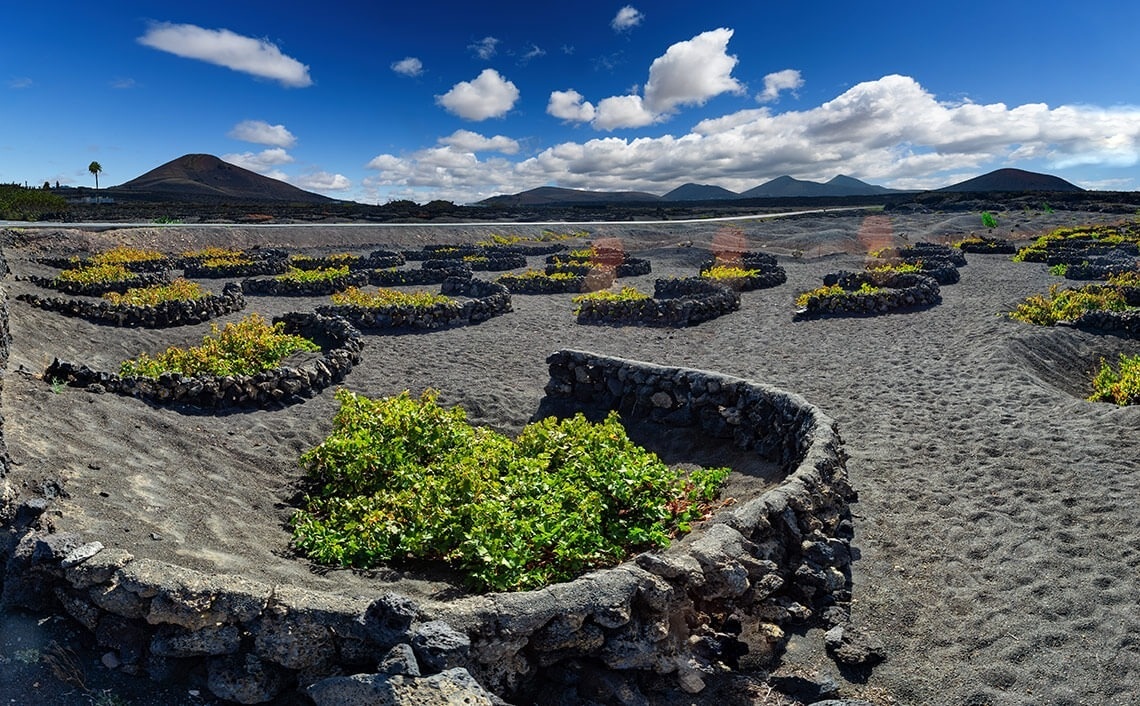 a maze of rocks and plants with mountains in the background